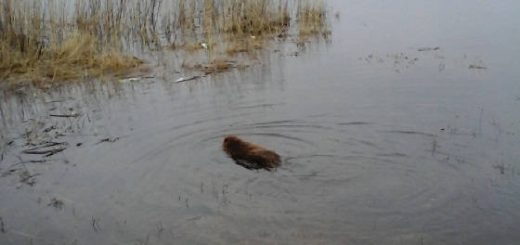 Операция по спасению бобра