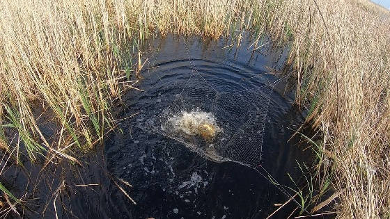 Рыбалка на Паук на Болотной Трубе