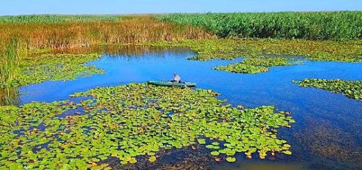 Рыбалка на карася в зарослях КУВШИНКИ