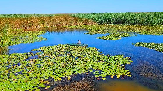 Рыбалка на карася в зарослях КУВШИНКИ