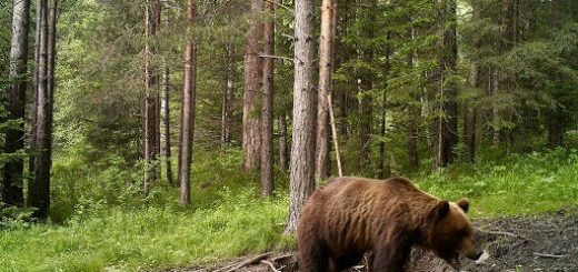 Охота на Медведя в глухой тайге