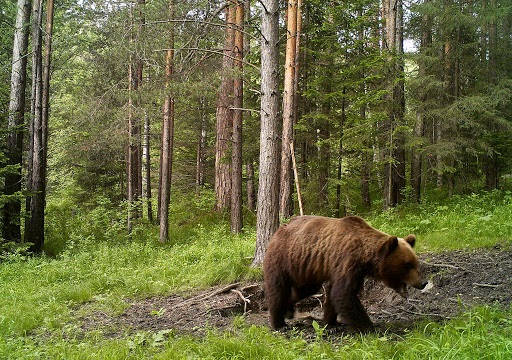 Охота на Медведя в глухой тайге