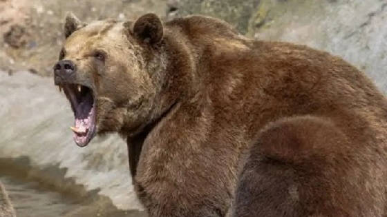 Охота на медведя во Владивостоке