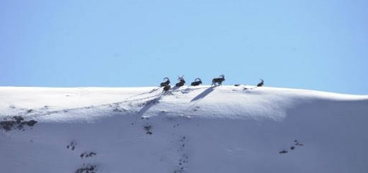 Охота на ПАМИРСКОГО КОЗЕРОГА