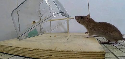 Как поймать крысу?