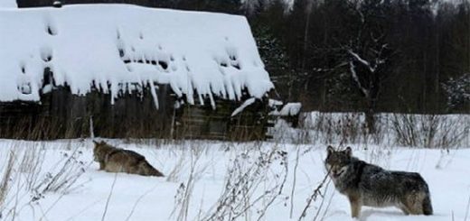 Изготовление ПАХУЧЕЙ ПРИМАНКИ на ВОЛКА