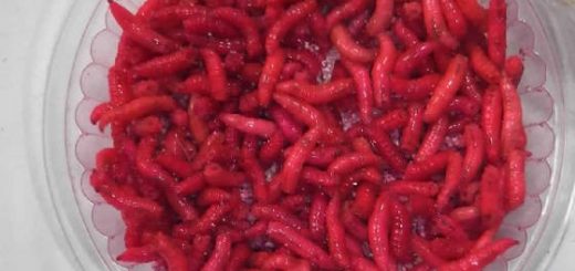 КРАСНЫЙ ОПАРЫШ В ДОМАШНИХ УСЛОВИЯХ