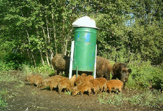 Кормушка для кабана из бочки