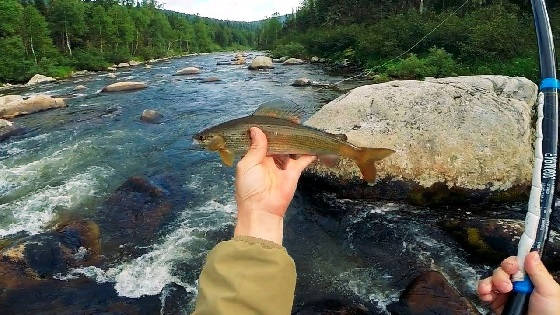 В Поисках ХАРИУСА: на ГОРНОЙ РЕКЕ