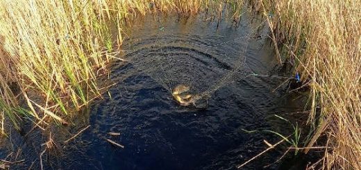 Рыбалка на паук в карасёвом болоте