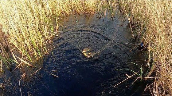 Рыбалка на паук в карасёвом болоте