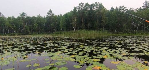 Ловля щуки на спиннинг в кувшинках