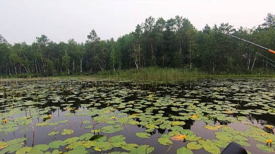 Ловля щуки на спиннинг в кувшинках