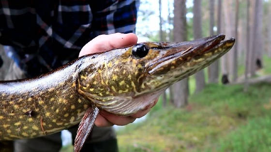 На карельскую речку за щукой