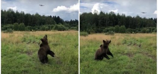 Реакция медведя на квадрокоптер