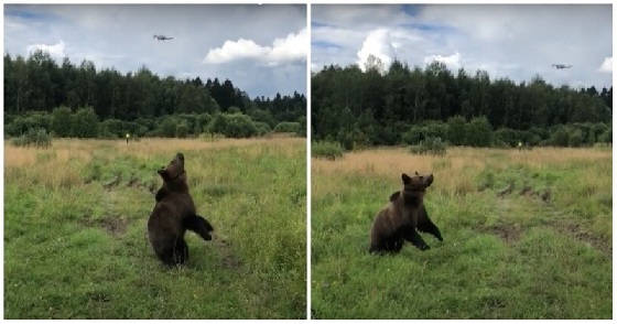 Реакция медведя на квадрокоптер