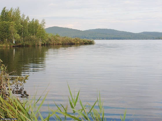 Клев язя на Кукурузу в Августе