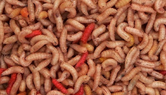 Опарыш из Кошачьего корма