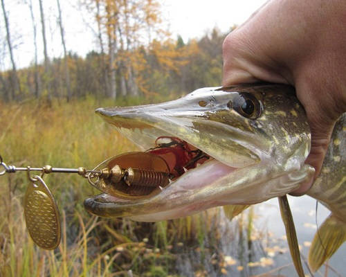Осенняя рыбалка на вертушку
