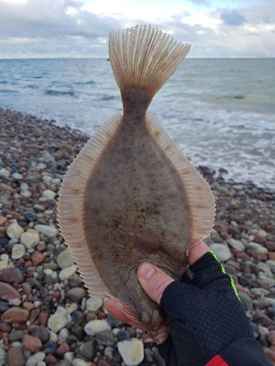 Разведка на камбалу