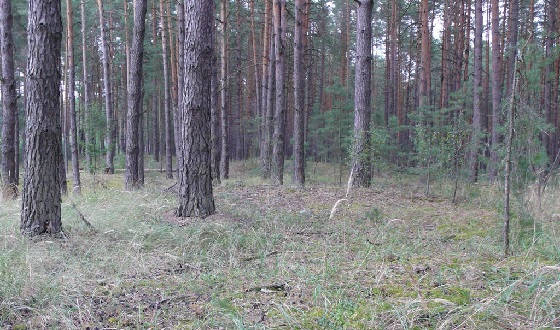 Грибные места в Черниговской области