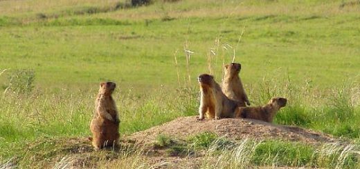 ОХОТА на СУРКА в Оренбургской области