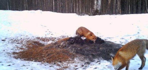 Привада для лисы