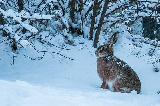 Заячья кормушка