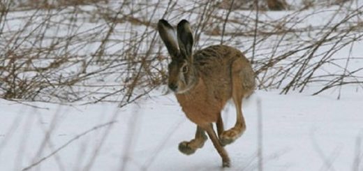 Охота на зайца в Оренбургской области