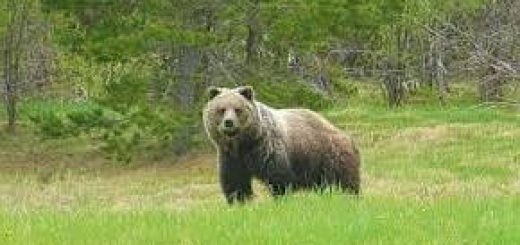 Охота на крупного медведя-самца