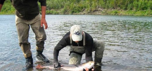 Рыбалка в Якутии на тайменя