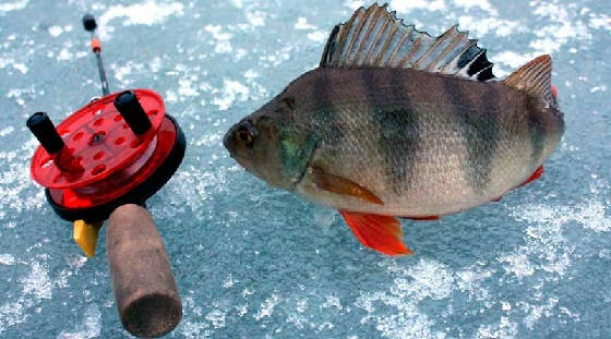 Рыбалка в феврале в глухозимье