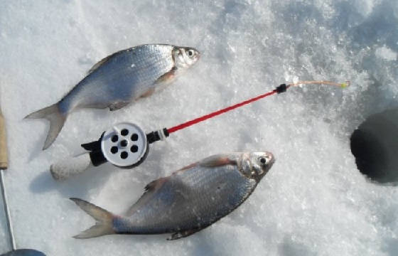 Рыбалка зимой: Ловля леща