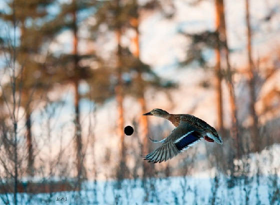 КАК НАЧАТЬ ПОПАДАТЬ ПО УТКЕ?