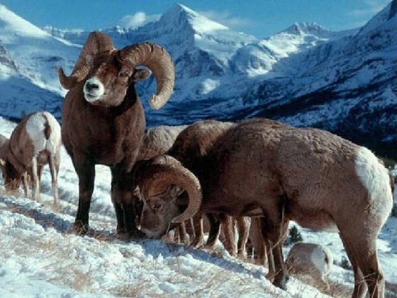Охота на снежного барана в горах Якутии