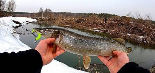 Ловля ЩУКИ перед НЕРЕСТОМ