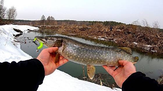 Ловля ЩУКИ перед НЕРЕСТОМ