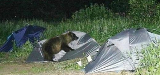 Защита от медведя в походе