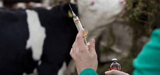 Антибиотики для коров
