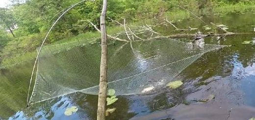 Рыбалка на паук с берега