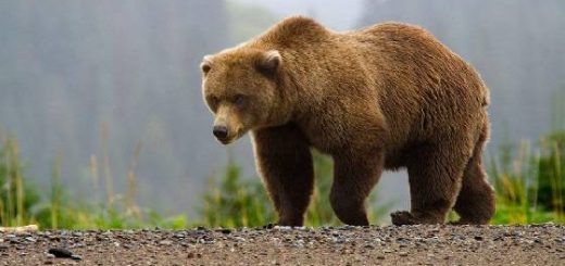 Сбежать от медведя-шатуна