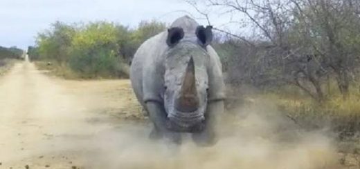 Носорог в Деле