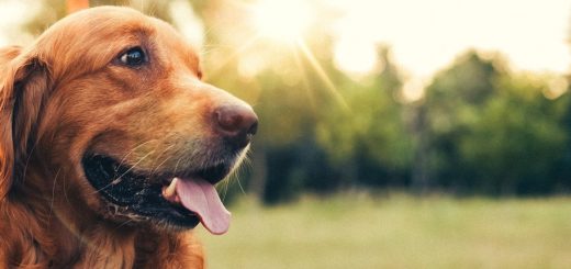 Health Benefits Of CBD For Dogs