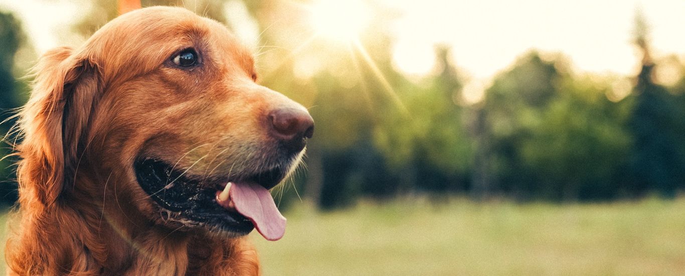 Health Benefits Of CBD For Dogs