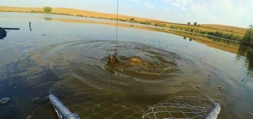 Принципы летней ловли на удилище с боковым кивком в камыше