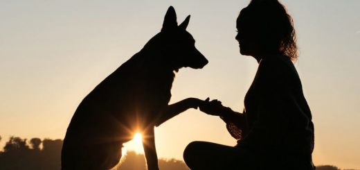 Собаки – преданные спутники и лучшие друзья