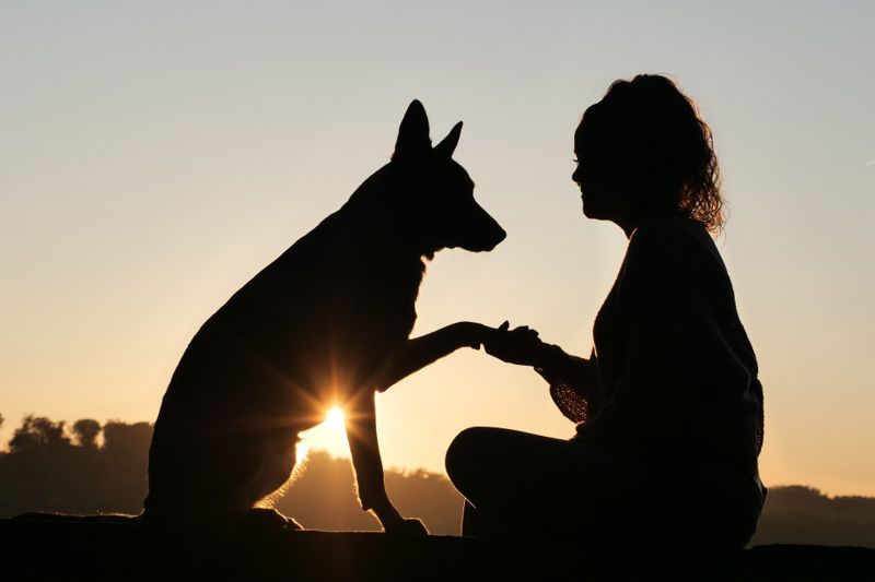 Собаки – преданные спутники и лучшие друзья