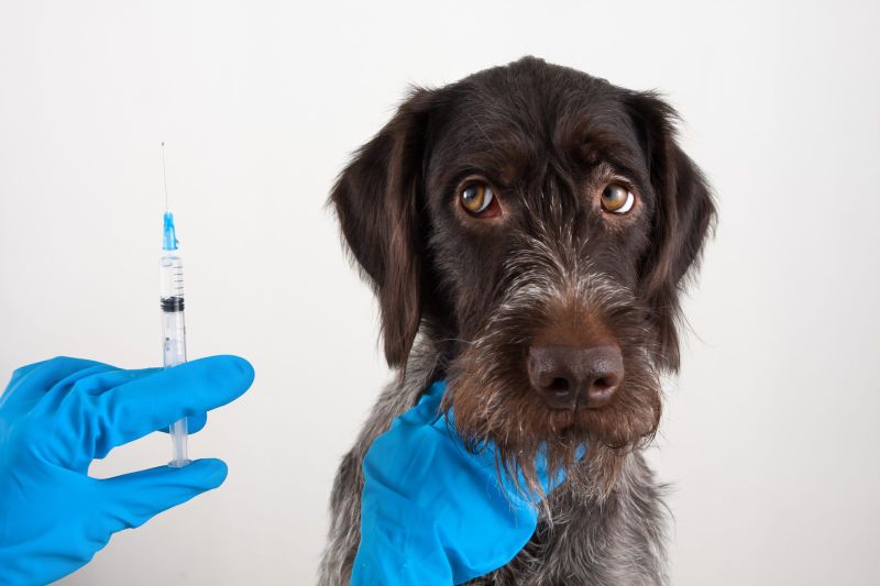 Особенности ухода за собакой после вакцинации