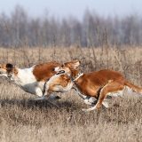 Псовая охота на зайцев