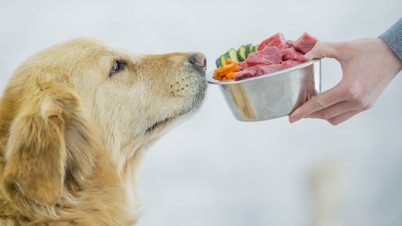 Натуральное питание для собак